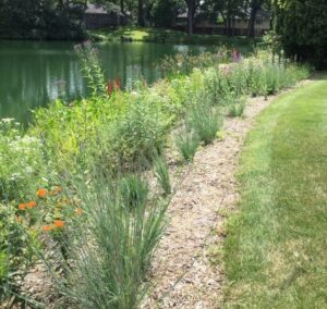 butterfly milkweed and other native plants amongst much starting to vigorously grow on the shore of a pond.