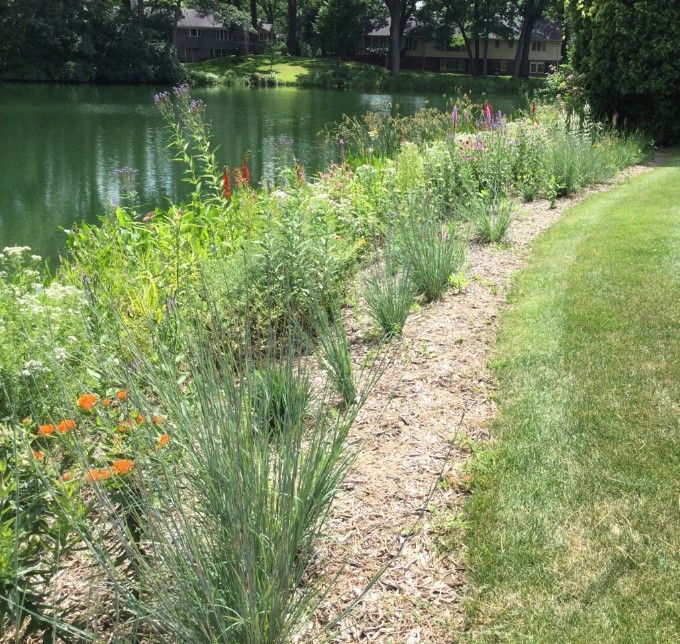Butterfly milkweed and other native plants growing on the shore of a pond.