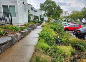 raingardens between apartments and parking lot