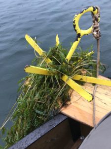 Curly-leaf Pondweed