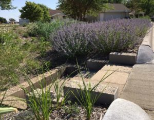 Flowers blooming in St. Luke's raingarden