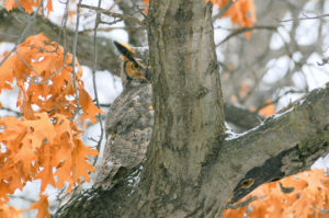 Owl Hiding by S Schmalowsky