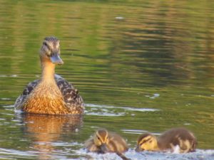 Ducks