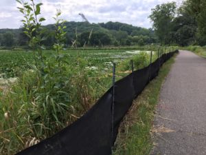 Turtle fence at Normandale Lake in Bloomington, MN