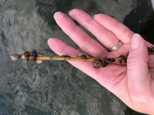 image of zebra mussels on a stick