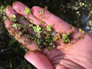 image of small duckweed plants