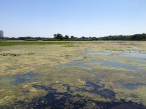 image of filamentous algae on a lake