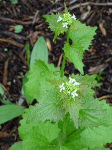 image of garlic mustard