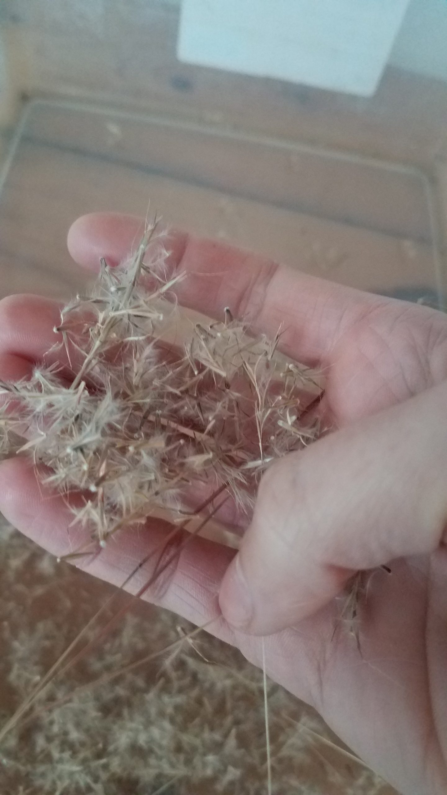 Little blustem seed