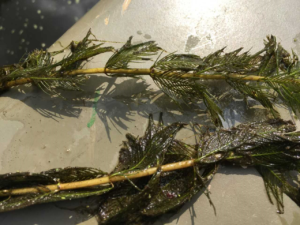 image of Eurasian water milfoil