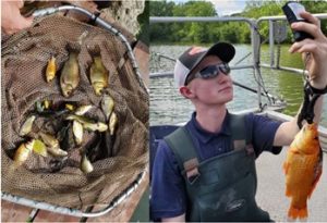 Image of fish in a net on left, and man weighing goldfish at right